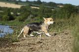CORGI PEMBROKE 781